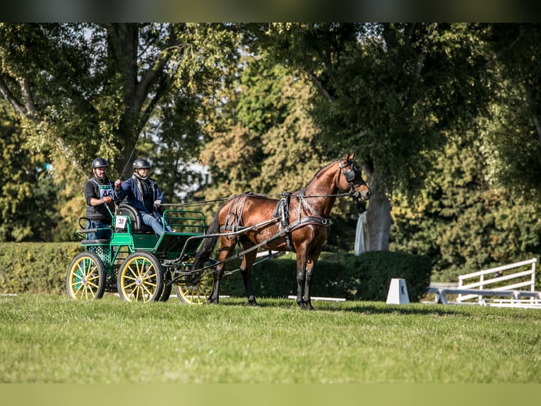 Anglo-Arab Stallion 5 years 16.1 hh Brown in Sitno