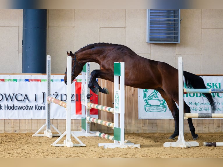 Anglo-Arab Stallion 5 years 16.1 hh Brown in Sitno