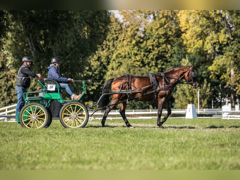 Anglo-Arab Stallion 5 years 16,1 hh Brown in Sitno