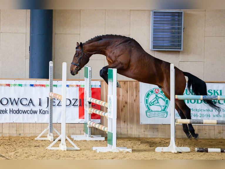 Anglo-Arab Stallion 5 years 16,1 hh Brown in Sitno