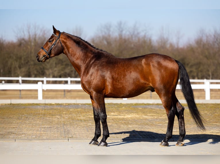 Anglo-Arab Stallion 5 years 16,1 hh Brown in Sitno