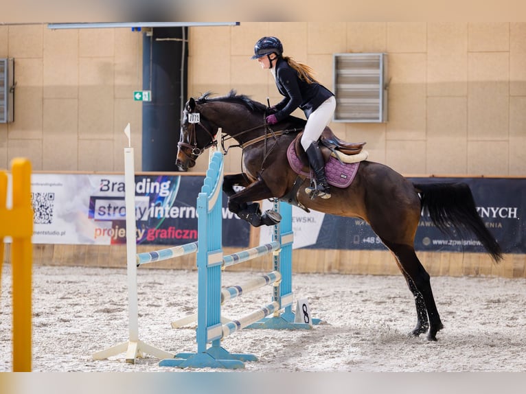 Anglo-Arab Stallion 6 years 16 hh Bay-Dark in Sitno