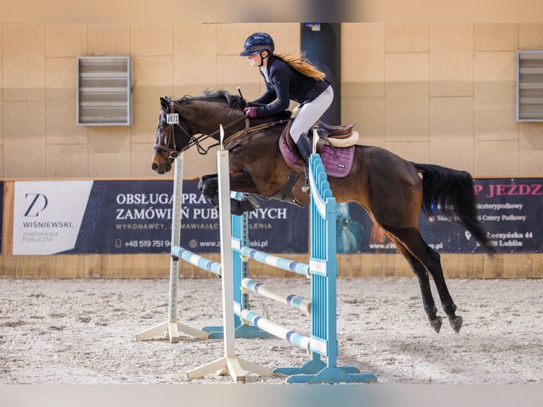 Anglo-Arab Stallion 6 years 16 hh Bay-Dark in Sitno