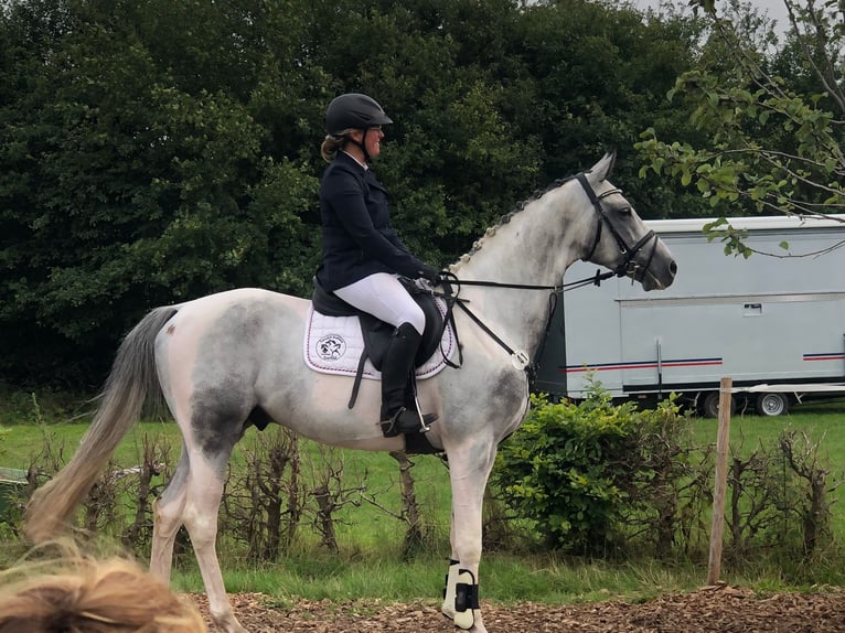 Anglo-Arab Stallion 6 years 16 hh Pinto in Bad Oldesloe