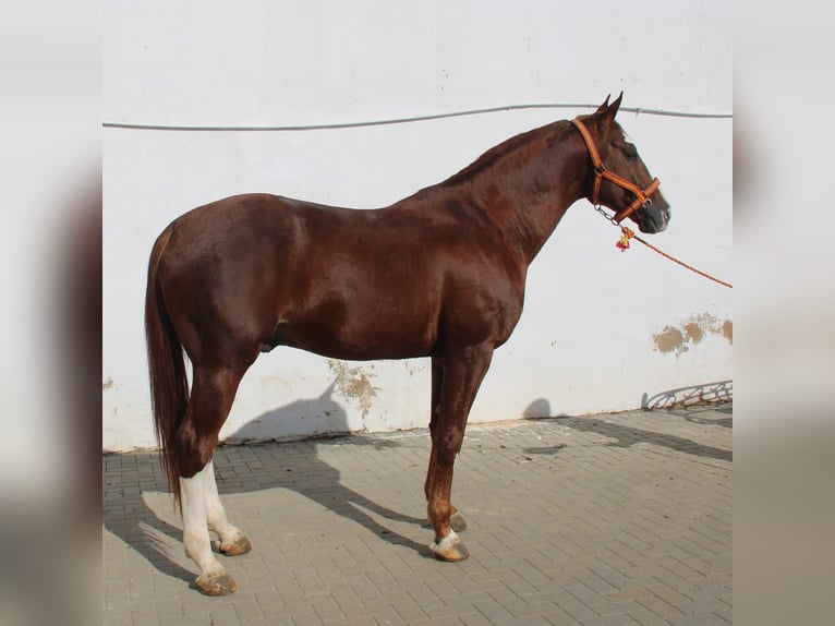 Anglo-Arab Stallion 6 years 16,1 hh Chestnut-Red in Vejer de la Frontera