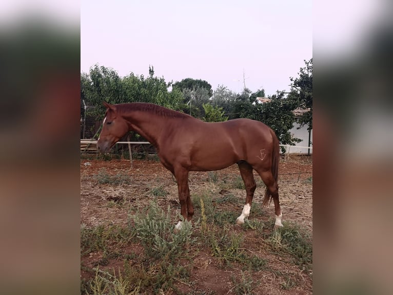 Anglo-Arab Stallion 7 years 15,2 hh Chestnut-Red in Cañada Rosal