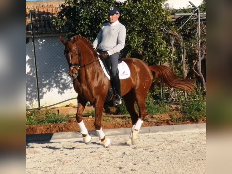 Anglo-Arab Stallion 7 years 15,2 hh Chestnut-Red in Cañada Rosal