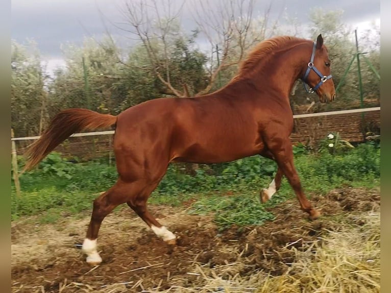 Anglo-Arab Stallion 7 years 15,2 hh Chestnut-Red in Cañada Rosal