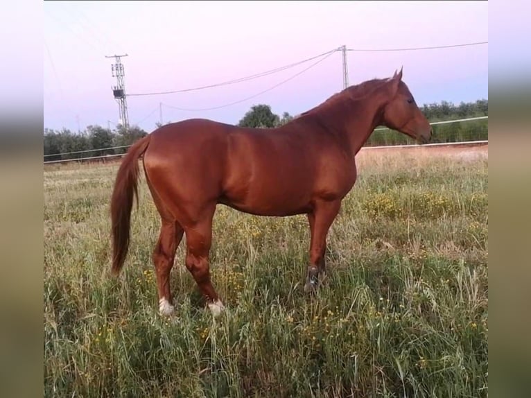 Anglo-Arab Stallion 7 years 15,2 hh Chestnut-Red in Cañada Rosal