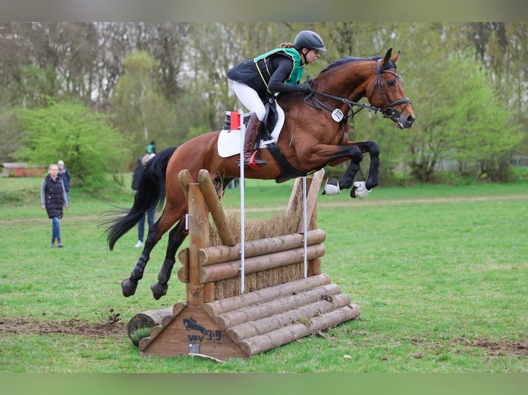 Anglo-Arab Stallion Brown in Bosau