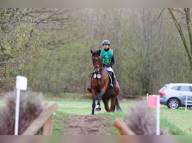 Anglo-Arab Stallion Brown in Bosau