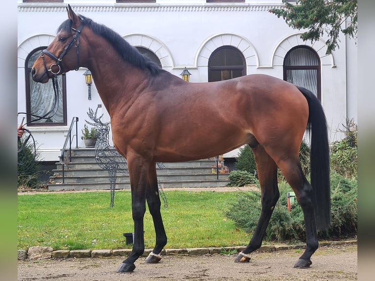 Anglo-Arab Stallion Brown in Bosau