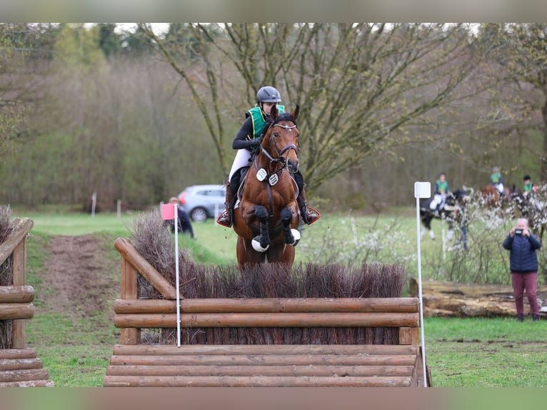 Anglo-Arab Stallion Brown in Bosau