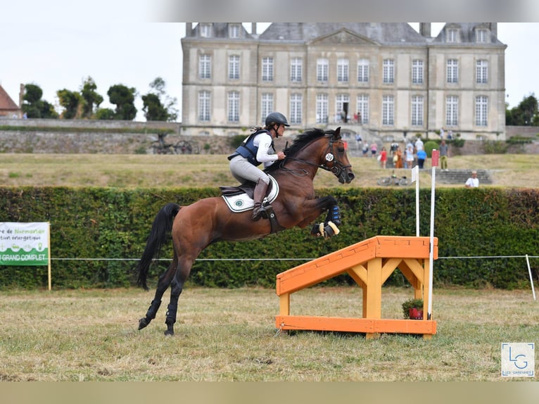 Anglo-Arab Stallion Brown in Steinberg