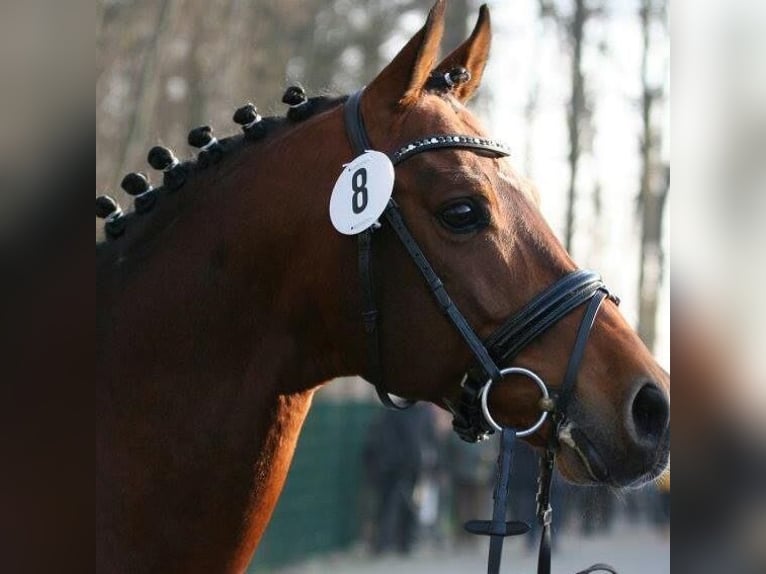 Anglo-Arab Stallion Brown in Steinberg