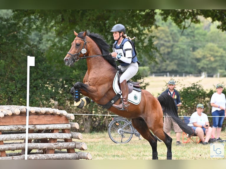 Anglo-Arab Stallion Brown in Steinberg