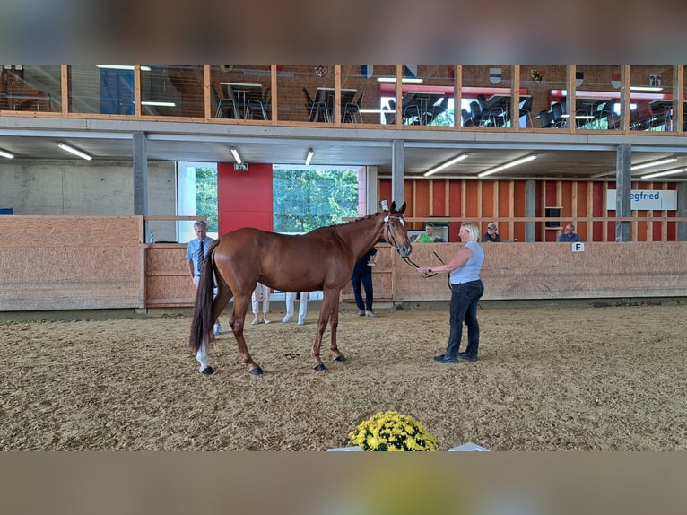 Anglo-Arab Stallion Chestnut-Red in Münchenstein 1