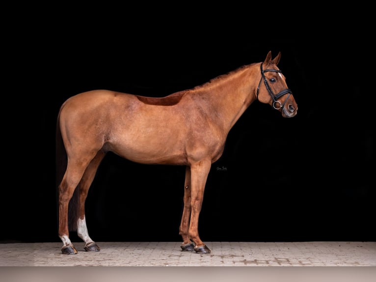 Anglo-Arab Stallion Chestnut-Red in Aukrug