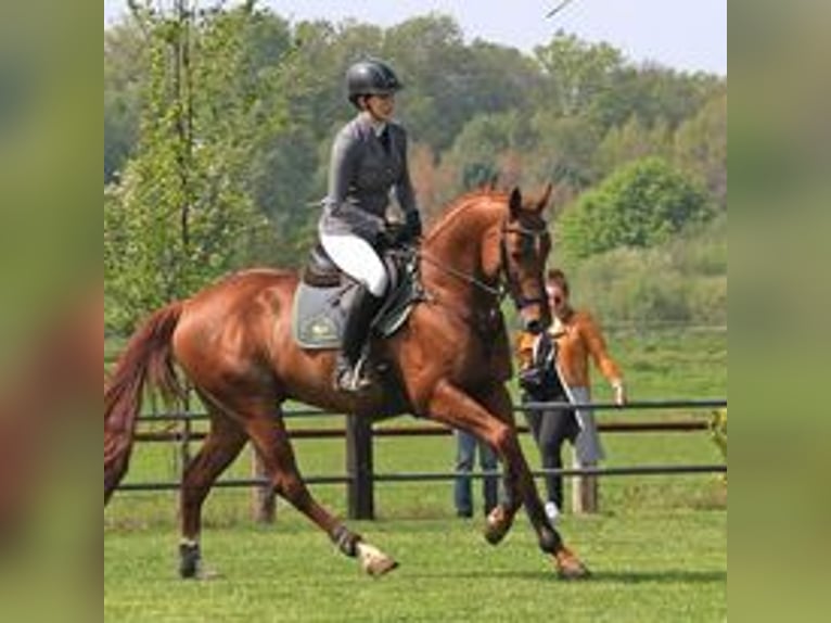 Anglo-Arab Stallion Chestnut-Red in Aukrug