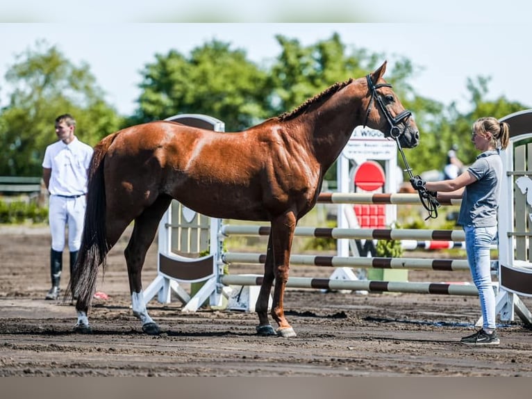 Anglo-Arab Stallion Chestnut-Red in Aukrug