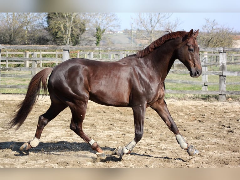 Anglo-Arab Stallion Chestnut in Baupte