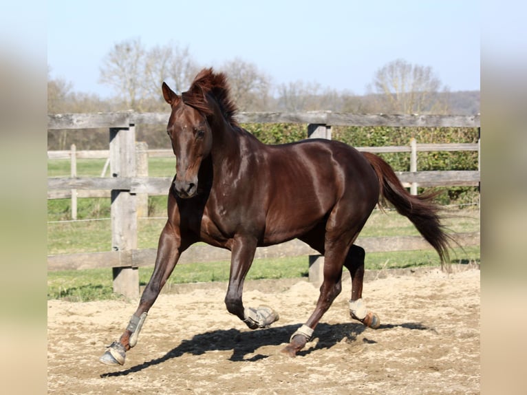 Anglo-Arab Stallion Chestnut in Baupte