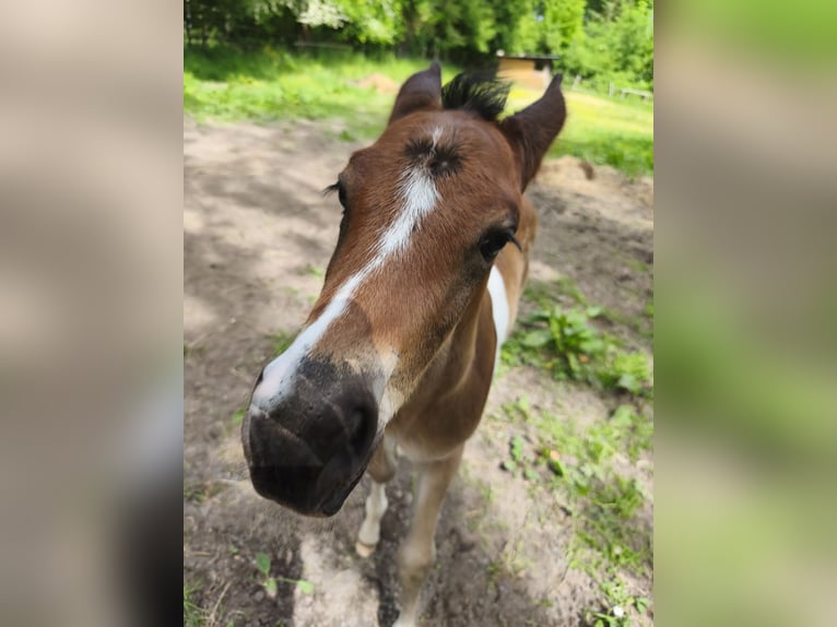 Anglo-Arab Stallion Foal (04/2026) 15.2 hh Tobiano-all-colors in Verrières-en-Anjou