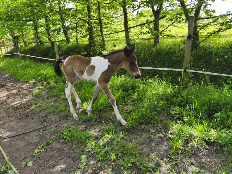 Anglo-Arab Stallion Foal (04/2026) 15.2 hh Tobiano-all-colors in Verrières-en-Anjou