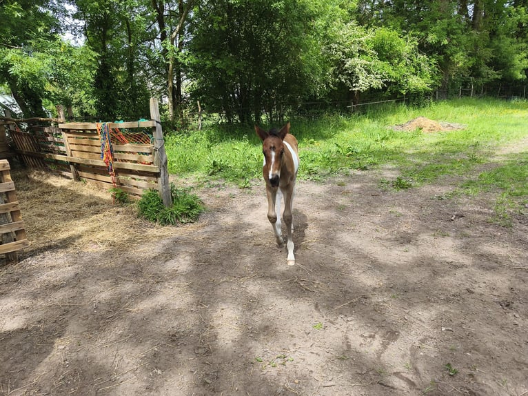 Anglo-Arab Stallion Foal (04/2026) 15.2 hh Tobiano-all-colors in Verrières-en-Anjou