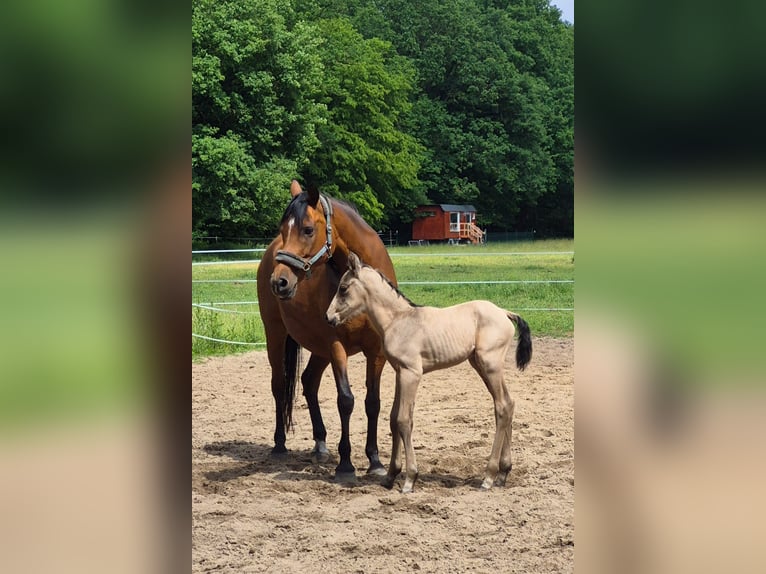 Anglo-Arab Stallion Foal (01/2026) 16.1 hh Buckskin in Duvennest