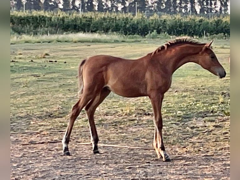 Anglo-Arab Stallion Foal (01/2025) Brown in Beveren Anglo-Arab Stallion Foal (01/2025) Brown in Beveren