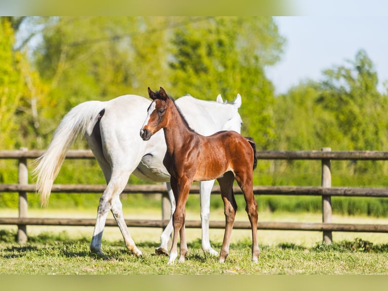Anglo-Arab Stallion Foal (03/2026) Brown in Le Merlerault