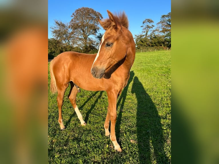Anglo-Arab Stallion Foal (05/2023) Chestnut-Red in Gonneville-Le Theil