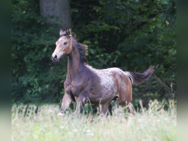 Anglo-Arab Stallion Foal (03/2024) in Lüdersdorf