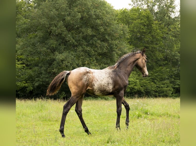 Anglo-Arab Stallion Foal (03/2024) in Lüdersdorf