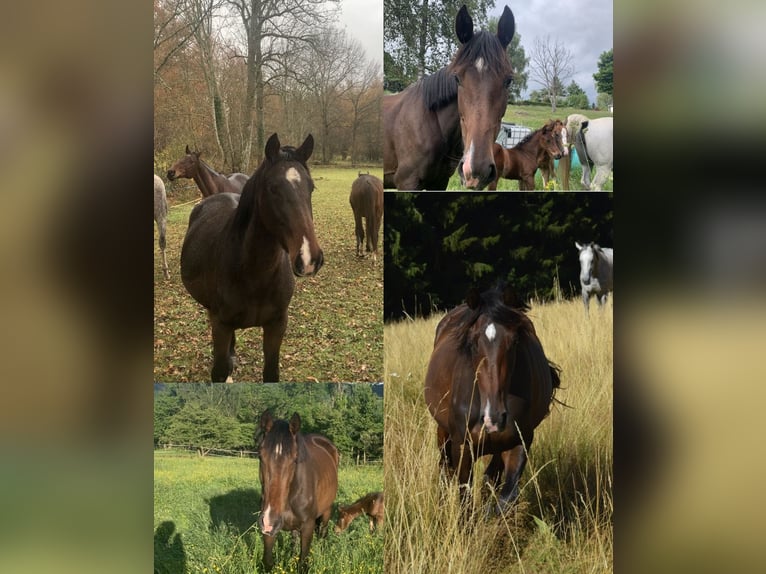 Anglo-Arab Stallion  in Aydat