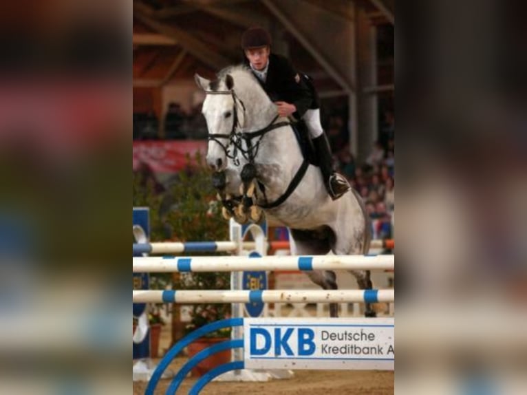 Anglo-Arab Stallion Gray in Celle