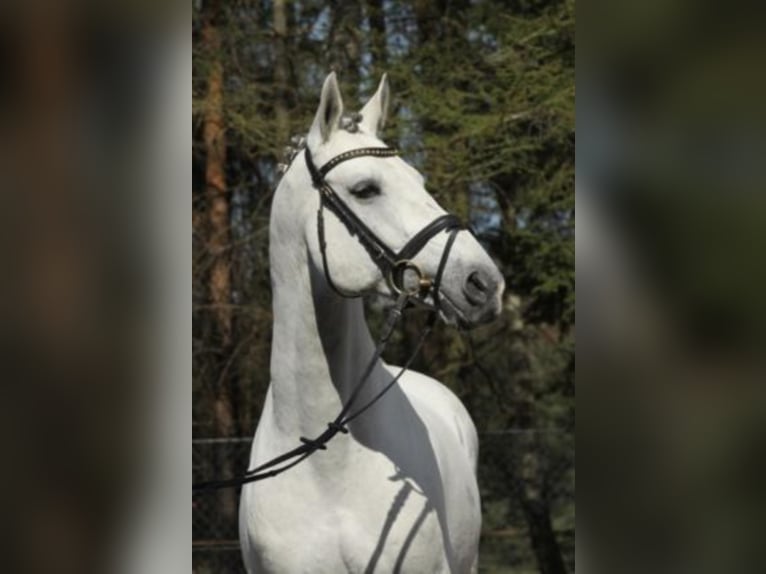 Anglo-Arab Stallion Gray in Celle