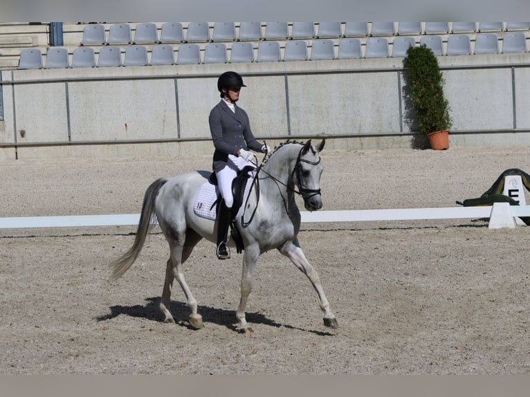 Anglo-Arab Stallion Pinto in Bad Oldesloe