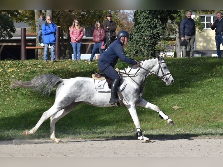 Anglo-Arab Stallion Pinto in Bad Oldesloe