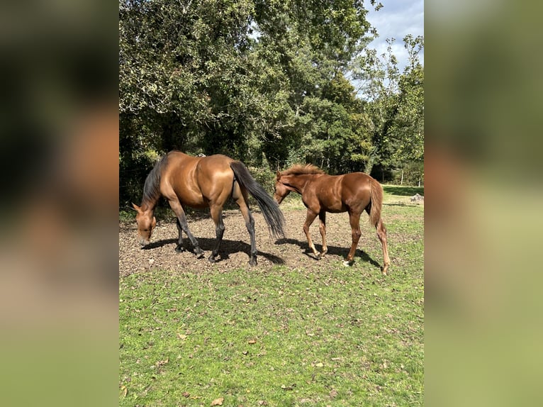 Anglo-arab Sto 4 år 166 cm Mörkbrun in Ladines (Oviedo)