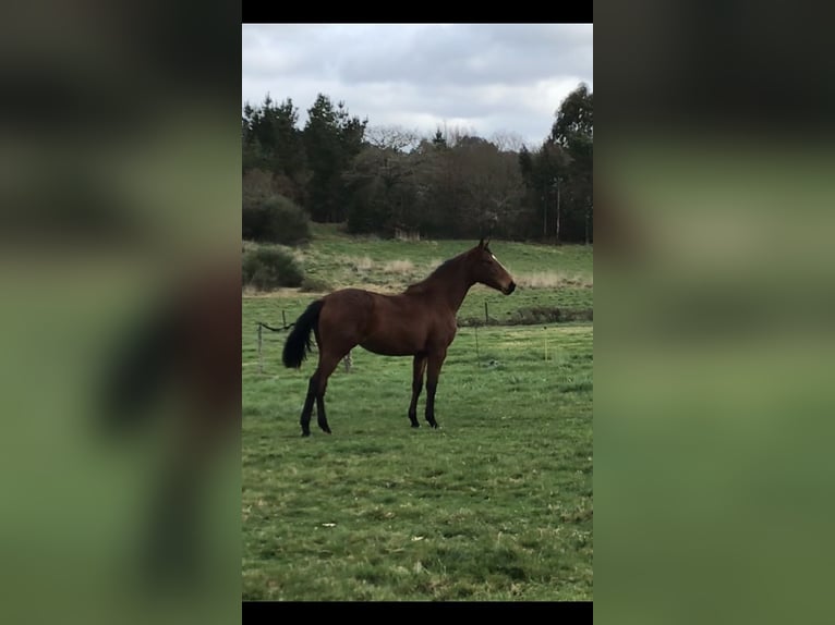 Anglo-arab Sto 4 år 166 cm Mörkbrun in Ladines (Oviedo)