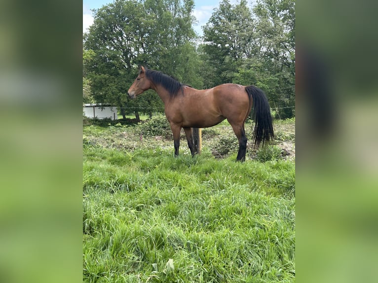 Anglo-arab Sto 4 år 166 cm Mörkbrun in Ladines (Oviedo)