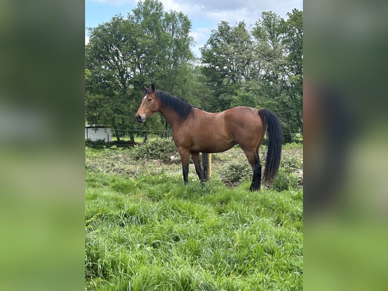 Anglo-arab Sto 4 år 166 cm Mörkbrun in Ladines (Oviedo)