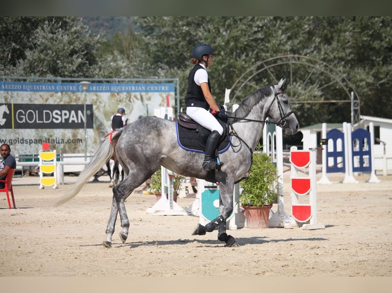 Anglo-arab Sto 6 år 163 cm Grå in Centro Ippico Casabassa