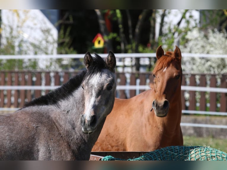 Anglo-arab Sto 7 år 148 cm Grå in Weißenburg in Bayern