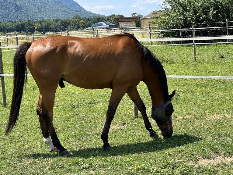 Anglo-arab Valack 10 år 165 cm Brun in Roche VD