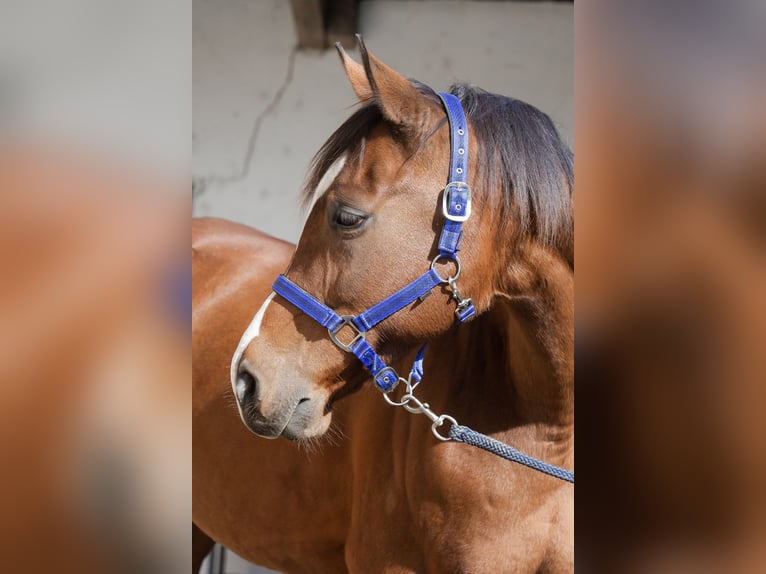 Anglo-arab Valack 10 år 165 cm Brun in Roche VD