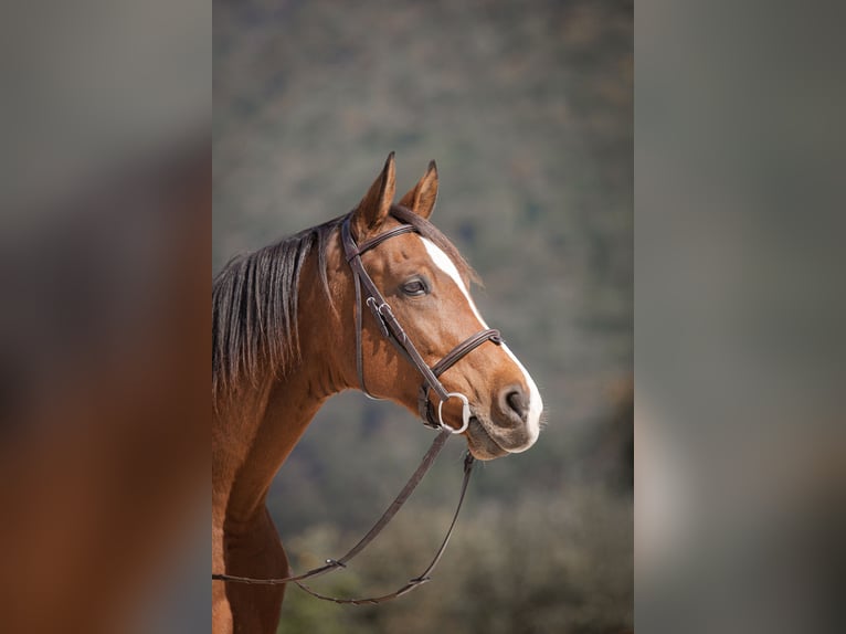 Anglo-arab Valack 10 år 165 cm Brun in Roche VD