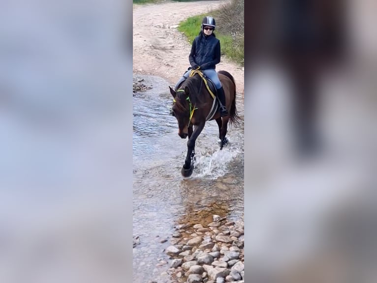 Anglo-arab Blandning Valack 13 år 155 cm Brun in Cannigione